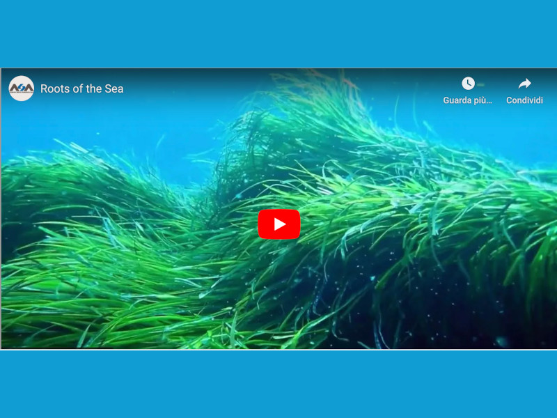 roots_sea_posidonia_mar2023