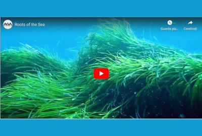 roots_sea_posidonia_mar2023